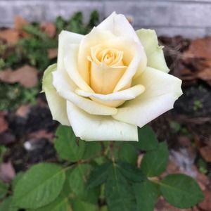 Cleaning Out Victoria's Closet